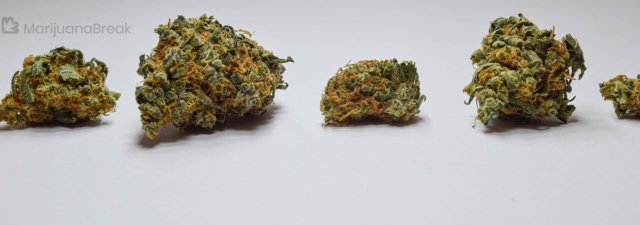 Can You Really Tell the Difference Between Cannabis Strains?