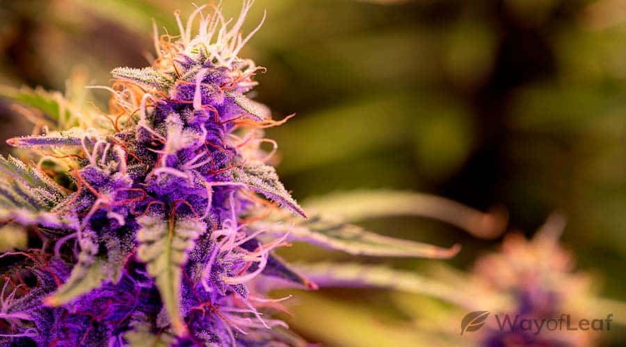 why-does-cannabis-turn-purple