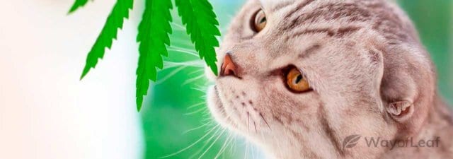 What Should You Do If Your Pet Eats Your Weed? [Answered]