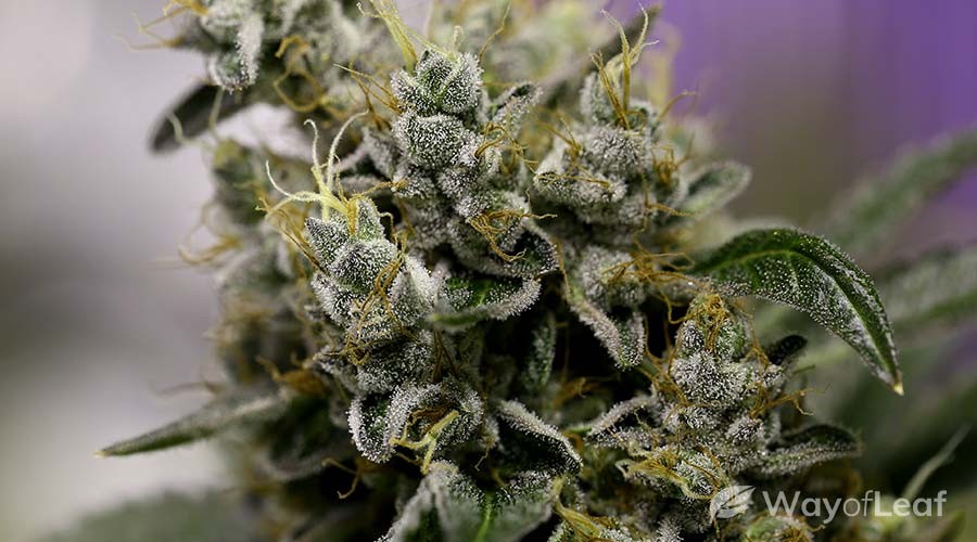 Best marijuana to grow indoors