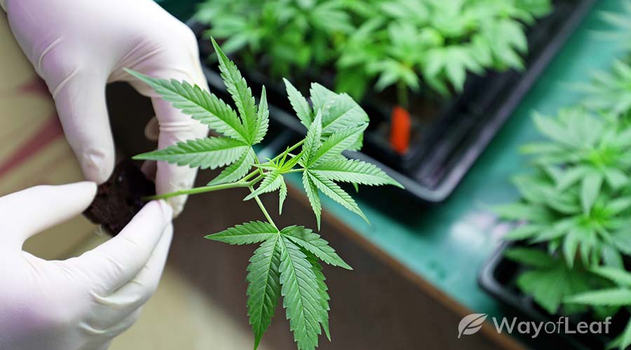 Cannabis growing season