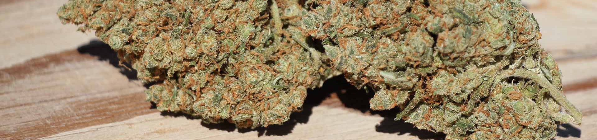 Jack Herer Cannabis Strain [2022 Updated Review]