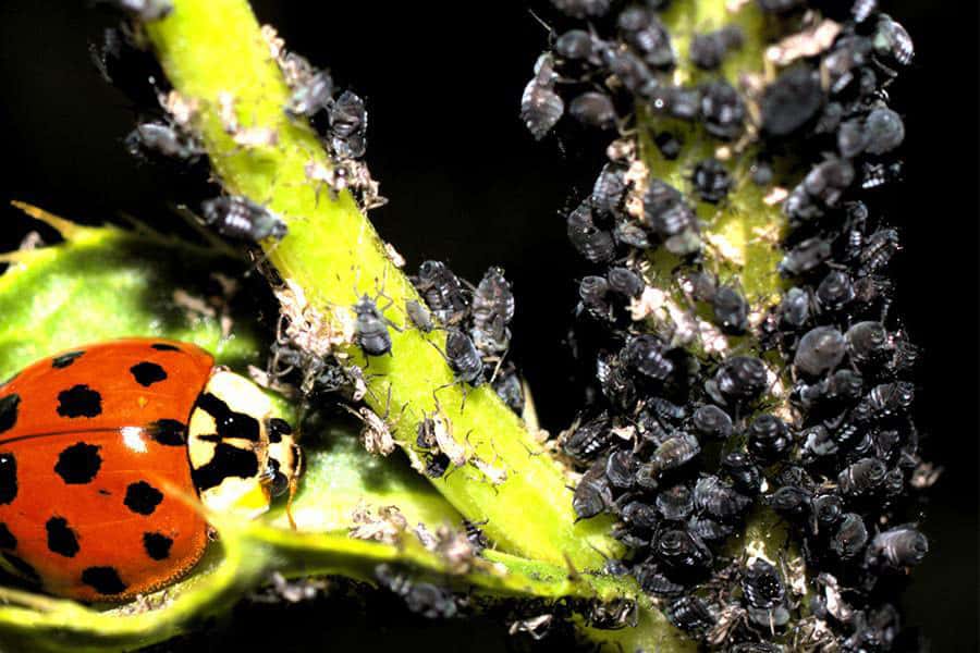 How to Get Rid of Pests on Weed Plants