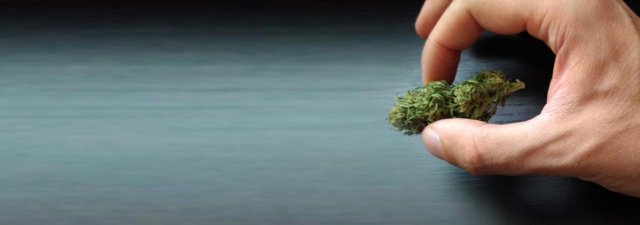 Sensi Seeds Review – Is It the Best Seed Bank in the Industry?