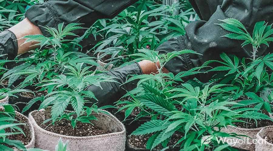 How to grow cheese weed