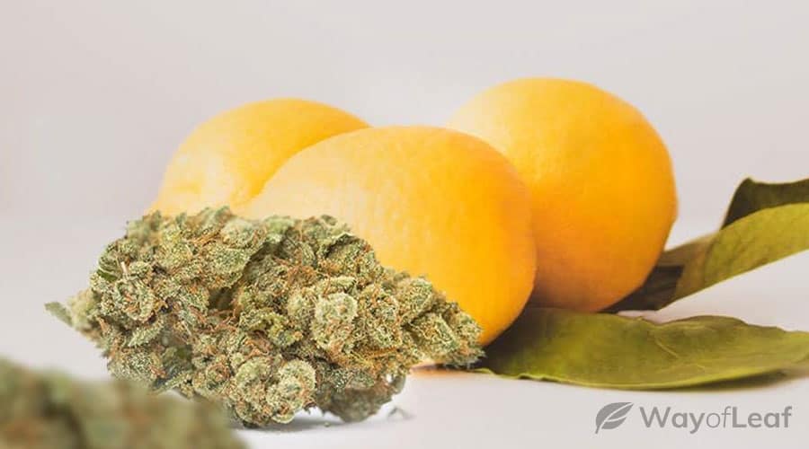 clementine-weed-strain