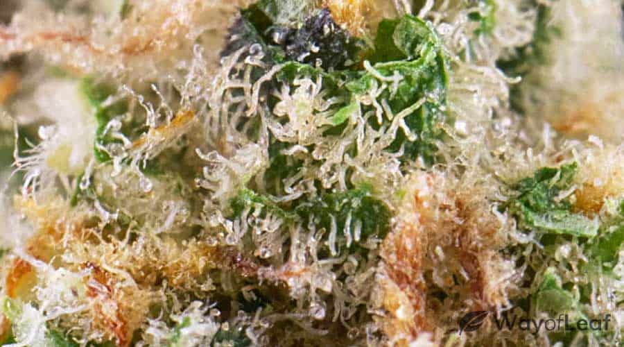 grow-info-for-ak-47-marijuana-strain