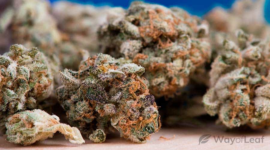 wol-article-pic-medical-benefits-of-amnesia-haze-weed