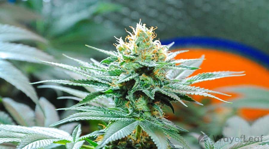 Skunk #1 Marijuana Strain [the Complete Review]