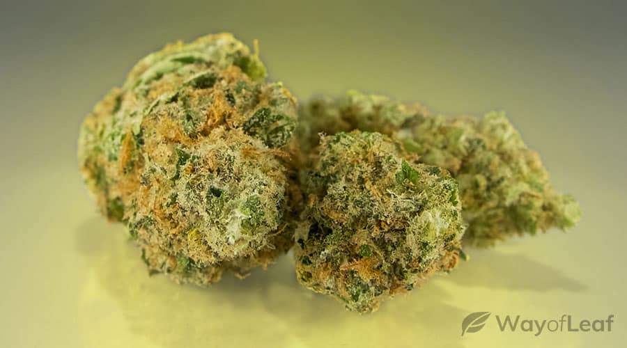 what-is-og-kush-cannabis