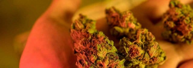 Top 5 Classic Cannabis Strains