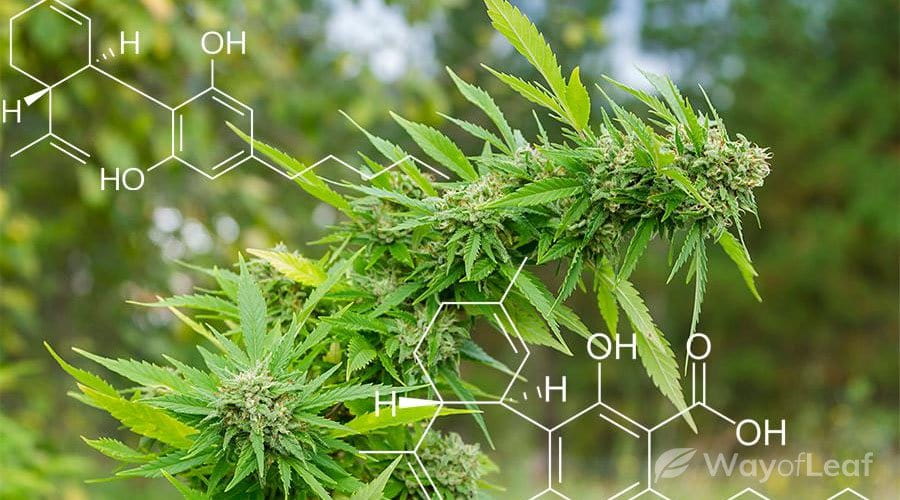 what is the difference between cbd and cbda?