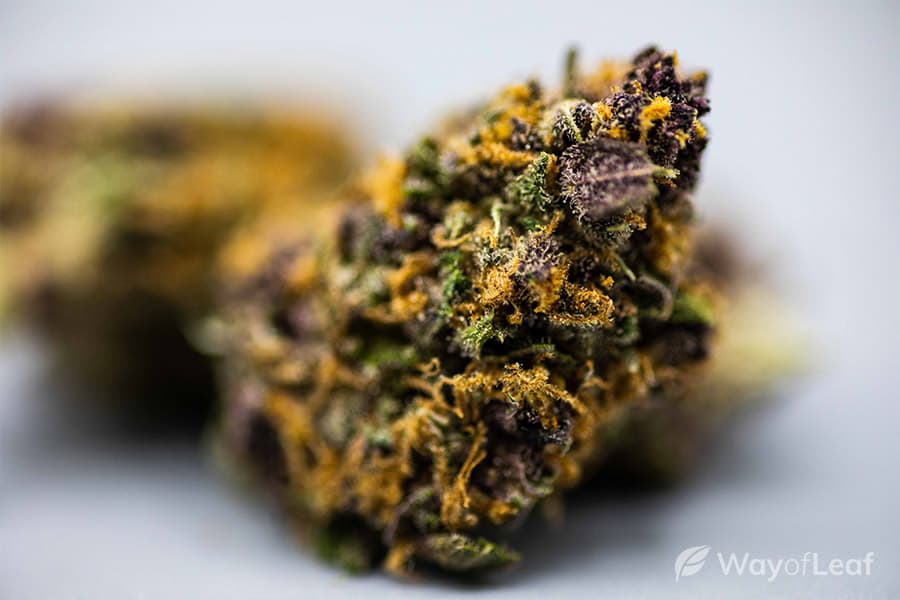 forbidden fruit strain review: aroma, flavor, and appearance