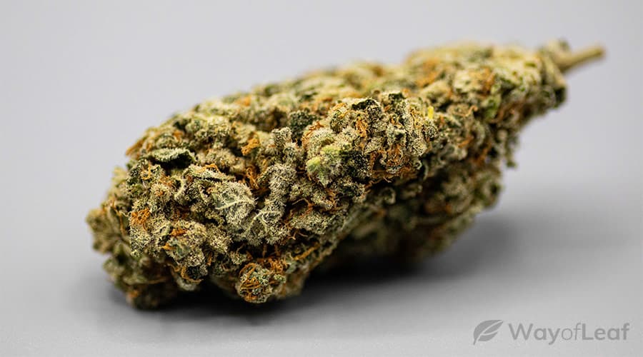 wondering where to buy gelato marijuana in the usa?