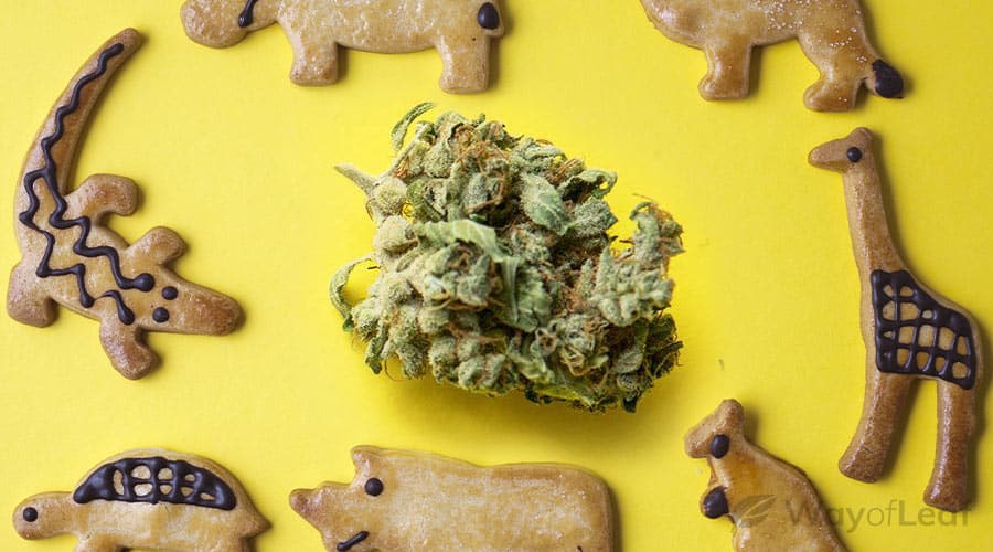 what-is-the-animal-cookies-strain