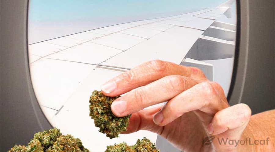 Can you take weed seeds on a plane