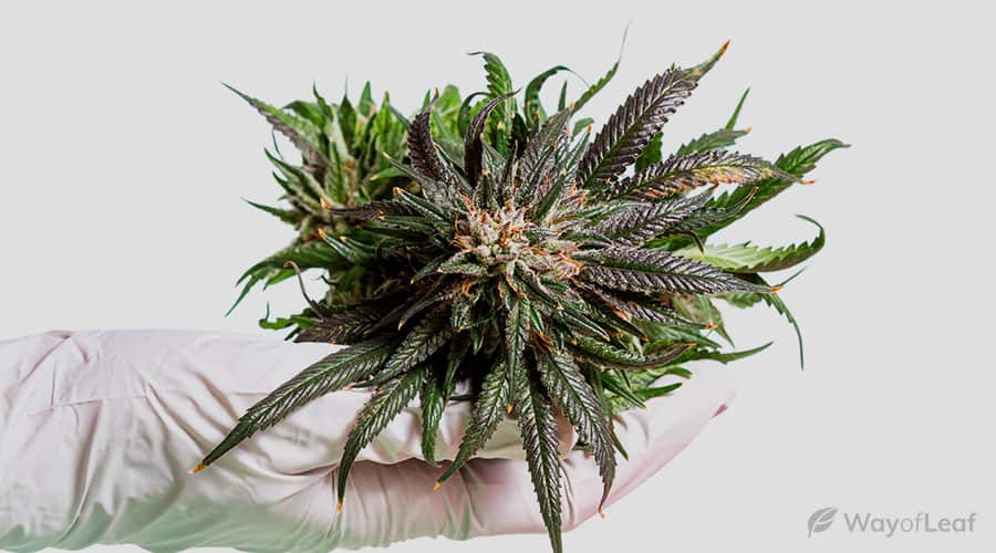 lsd-marijuana-strain-review-image-1