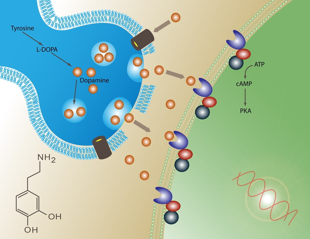 what is dopamine?