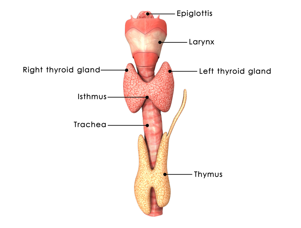 Cbd and thyroid