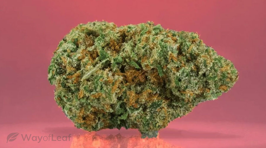 Medical marijuana strains high in cbd