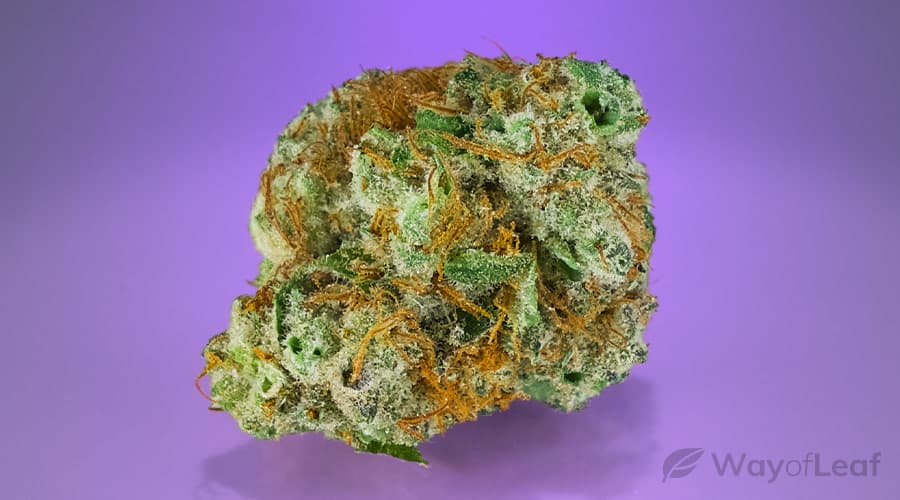possible-side-effects-of-the-shiva-skunk-strain