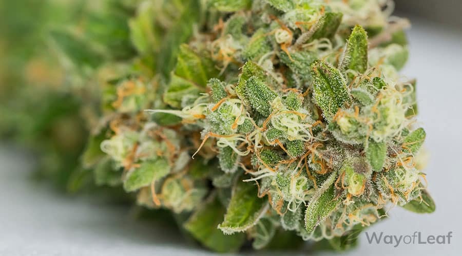 what-is-the-strawberry-cough-cannabis-strain