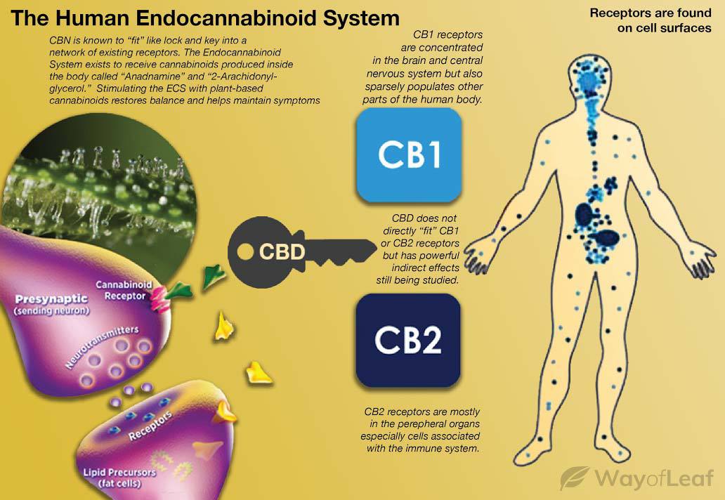 co2 cbd extraction