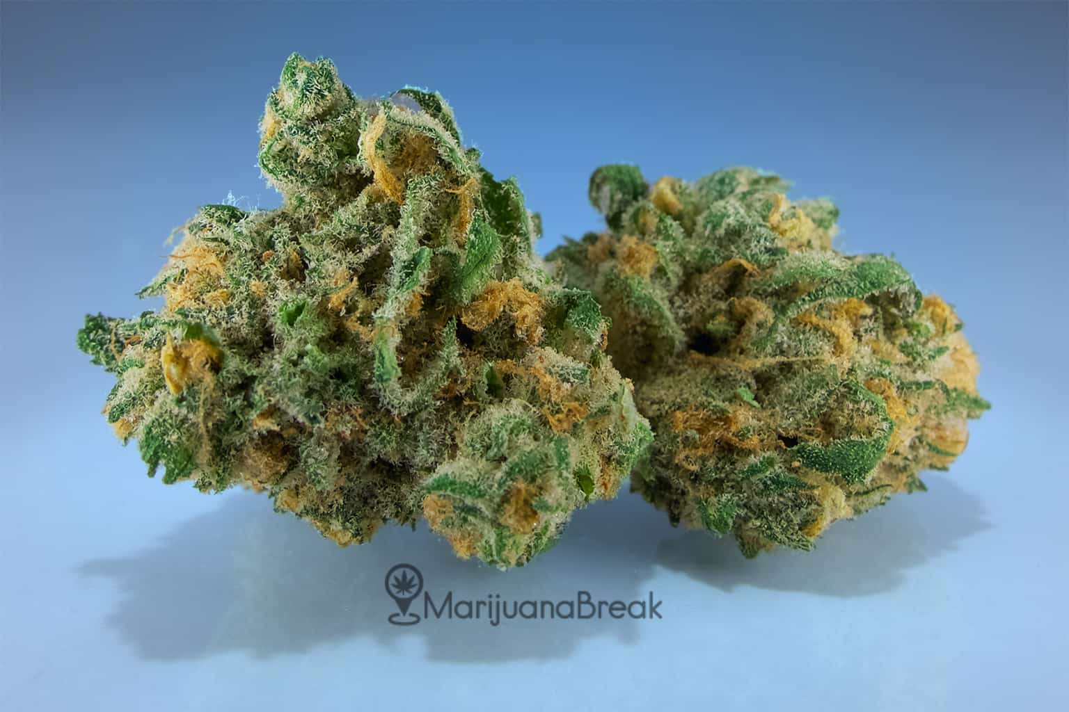  variété de cannabis #2 - blue dream 