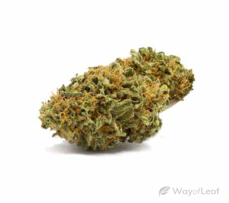 wol add pic papaya marijuana strain review
