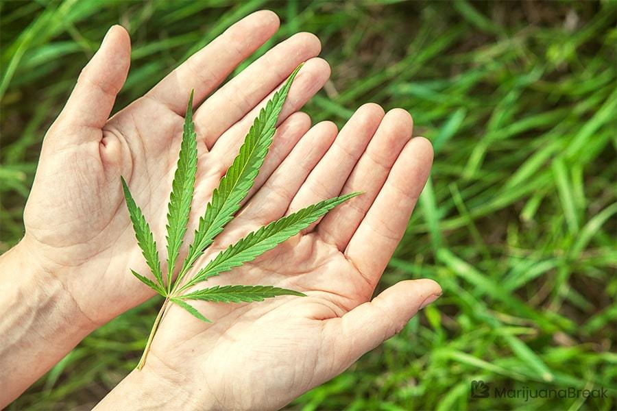 How to apply to grow medical marijuana