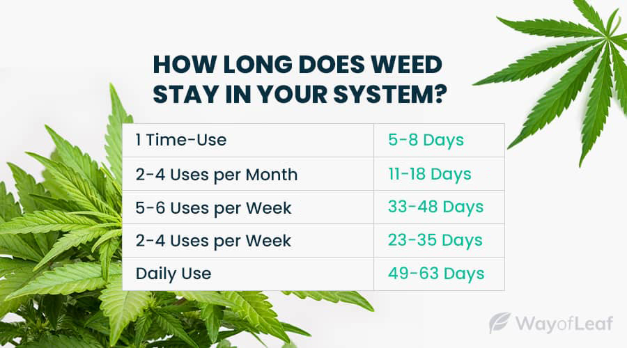 How Long Does Weed Stay in Your System [Fully Explained]