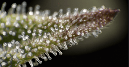 4) trichome count