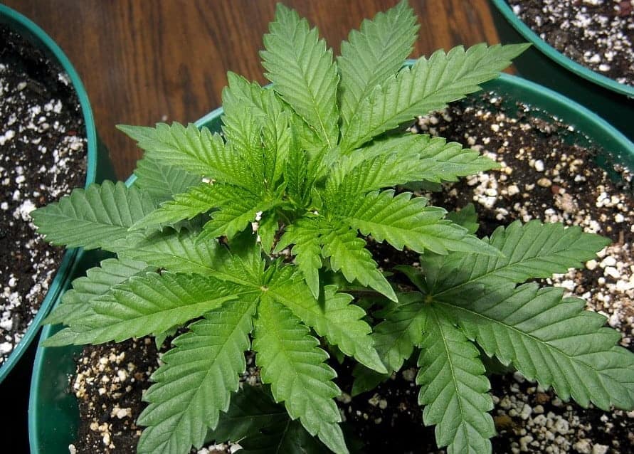 Aspect al plantei de marijuana indica