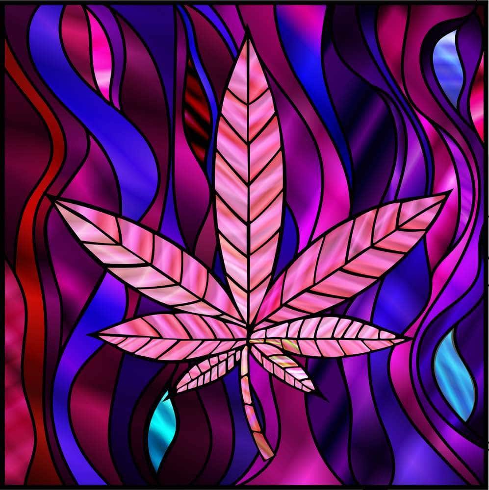 Purple marijuana grow