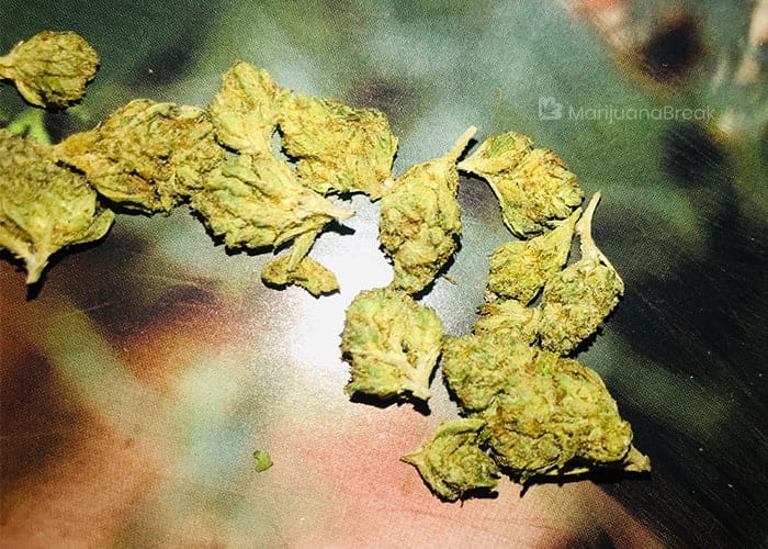what is the skywalker strain?