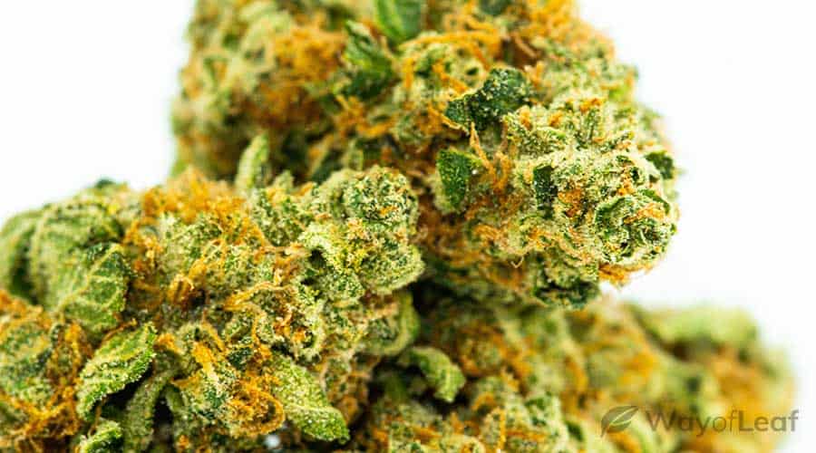 Strongest marijuana seeds