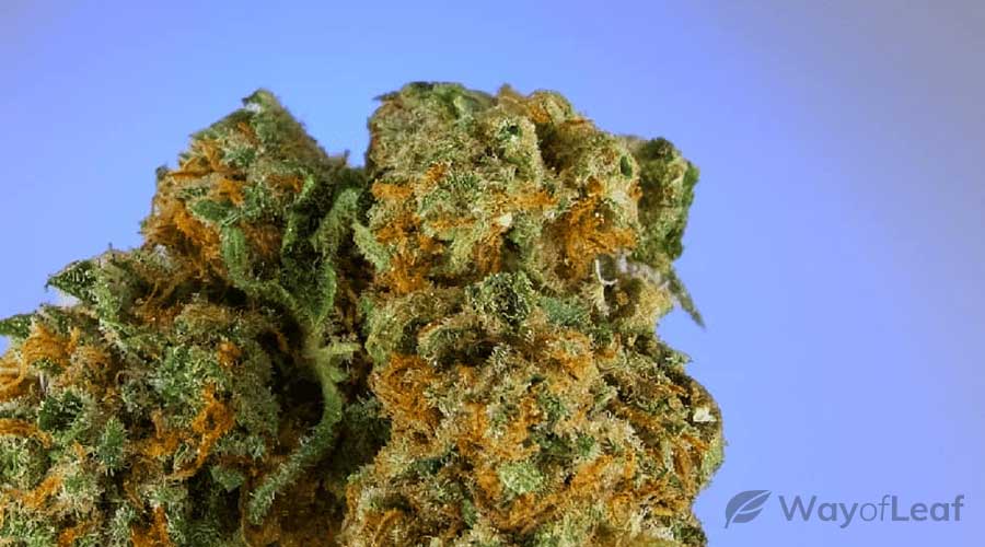 medical-benefits-of-harlequin-marijuana