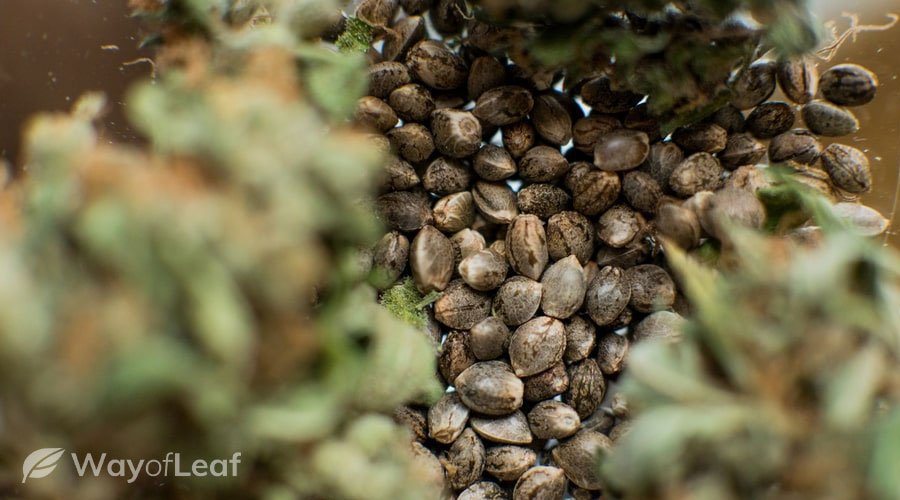 Is marijuana seeds illegal