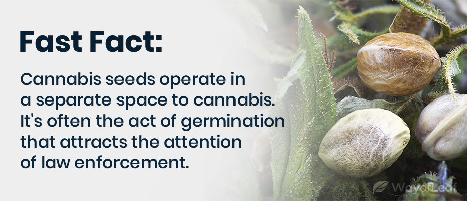 Cannabis seed laws