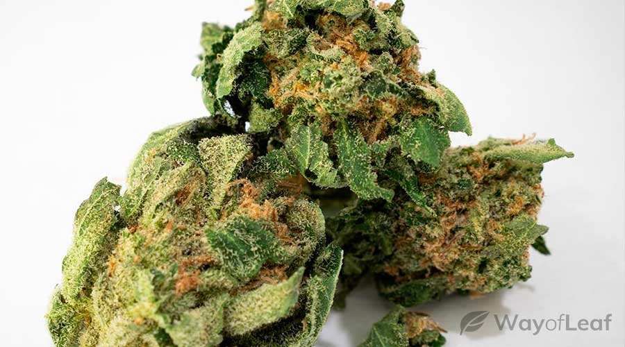 Swiss Marijuana Strain Review [All You Need to Know]