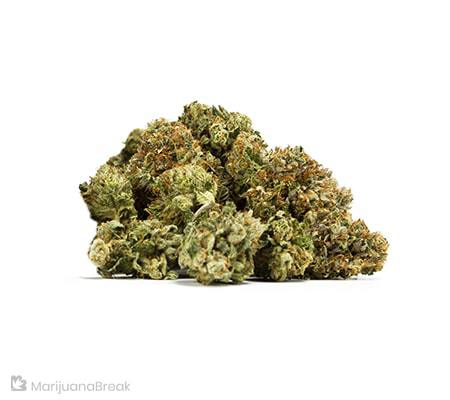 Chem’s Sister Strain Review + Info Chem’s Sister Strain Review + Info