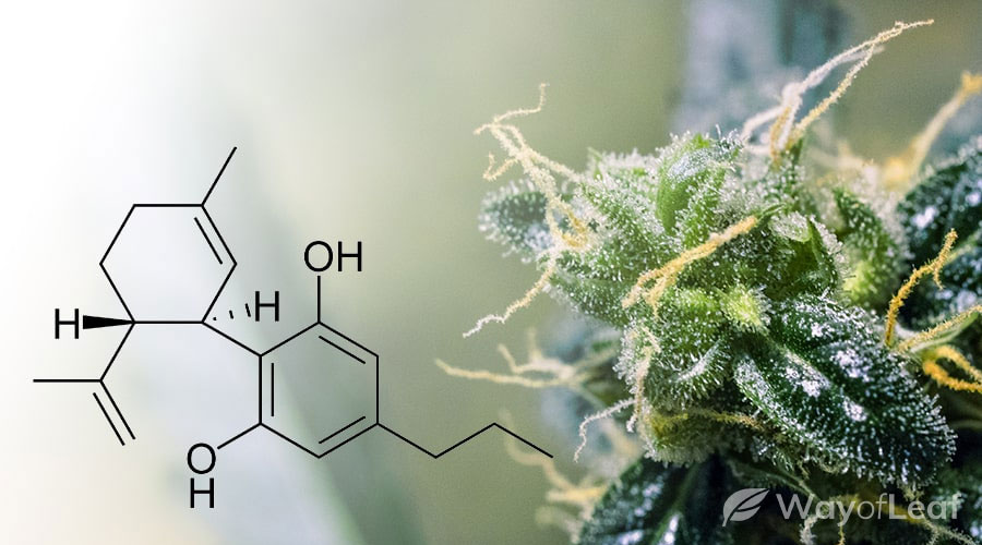  cannabinoide cbdv