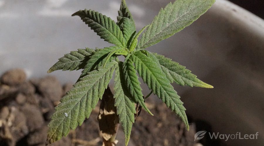 himalayan-gold-cannabis-strain-grow-info