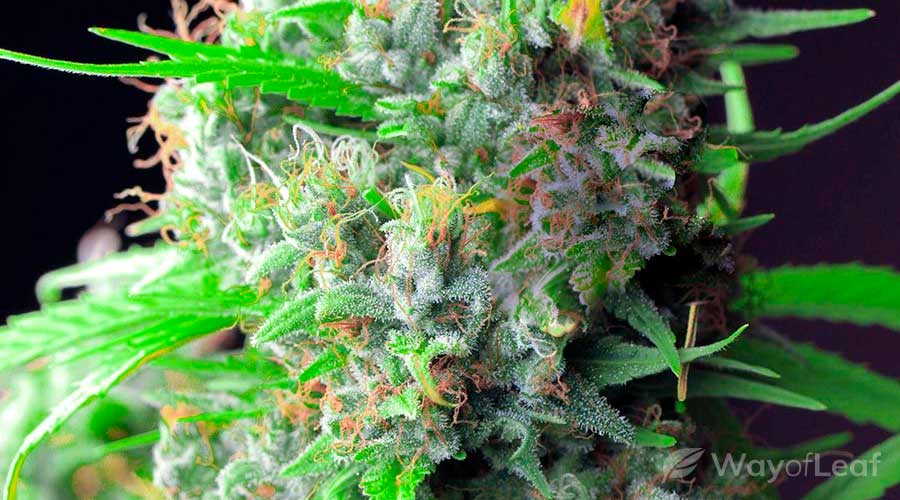 afghan-skunk-cannabis-strain