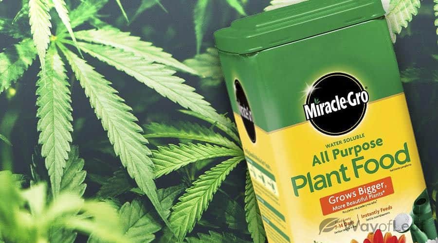 Miracle grow and weed plants
