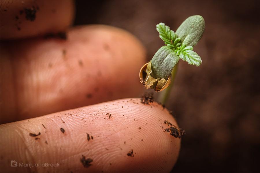 cannabis tissue culture