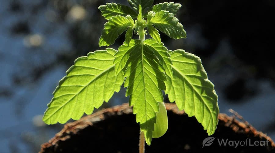 ninja-fruit-cannabis-strain-grow-info