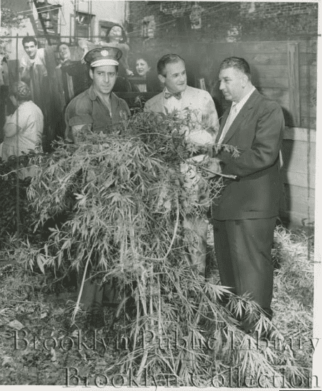 the new york marijuana massacre eliminates wild cannabis from nyc