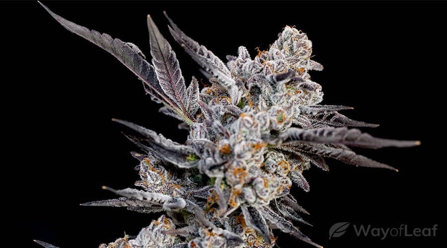5 of the Best Mold Resistant Marijuana Strains [Guide]