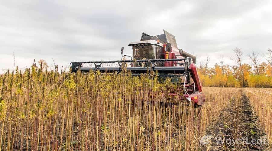 hemp-farming-legal